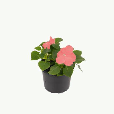 Impatiens Walleriana